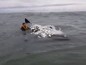 Surfista leva 3h para salvar filhote de baleia preso em rede de pesca em SC