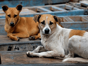 Castra Móvel e Programa Pet Amigo atenderá bairros Palmeira de Fora e Canafístula