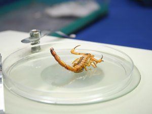 Alagoas registra mais de 10 mil casos de picadas de escorpião em 2025