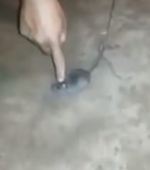 Rato é 'preso' transportando drogas em presídio