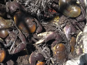 Cerca de 800 caranguejos são devolvido à natureza em Coqueiro Seco