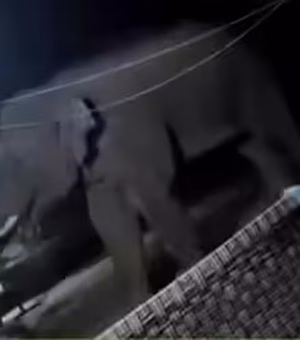 Elefante assassino já matou 19 pessoas na Índia; animal continua a solta