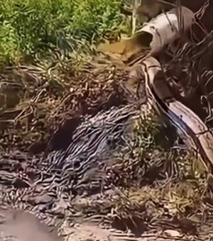 Cobra de grande porte surpreende moradores em bairro de Arapiraca e vídeo repercute nas redes