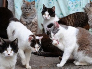 Denúncia: Gerente de call center teria dado ordem para envenenar gatos