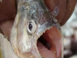 Peixe carnívoro deixa homem ferido nas águas do Rio São Francisco em AL