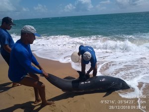 [Vídeo] Golfinho encalha na Praia do Gunga e morre