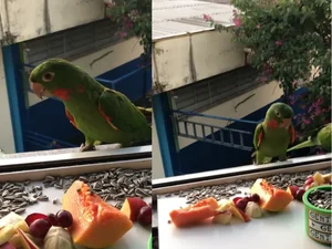 [Vídeo] Mulher faz janela de apartamento um refúgio para pássaros e viraliza com gesto de carinho