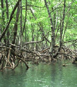 Alagoas debate preservação de manguezais e ecossistema da região