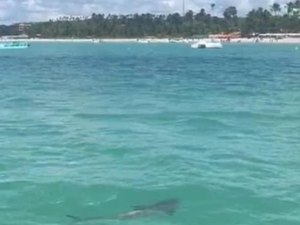 Suposto tubarão avistado em Maragogi pode ser peixe considerado 'primo' da espécie