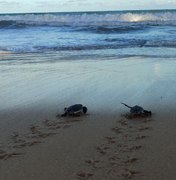 Nascimento raro de 26 tartarugas-verdes é registrado no Mirante da Sereia