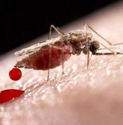 Confirmado: Alagoas tem mosquito transmissor da malária