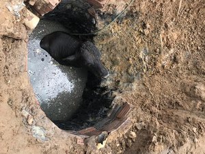 Animal é resgatado após cair em fossa séptica em Arapiraca