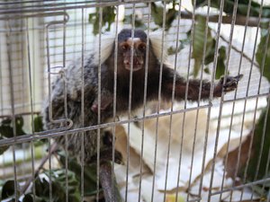 Dobra número de saguis eletrocutados encaminhados ao Cetas