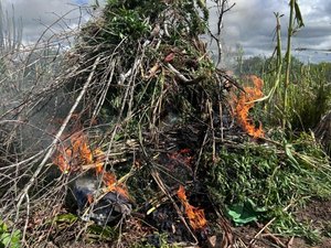 Polícia destrói  mais de 2,8 mil pés de maconha e cumpre 22 mandados em AL e PE