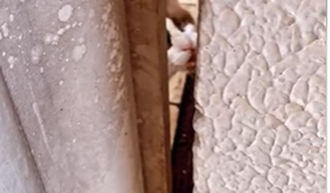 [Vídeo] Professora denuncia gato abandonado em casa de corretor de imóveis desde sexta-feira, em Arapiraca