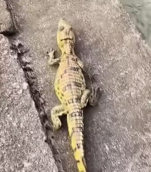 Jacaré achado em pneu vira companheiro de entregas de motoboy em Manaus antes de voltar à natureza