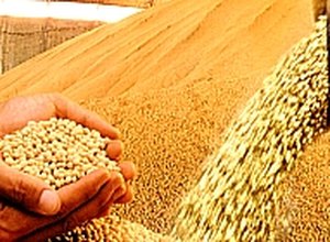 Brasil é vice-líder em produção de transgênicos