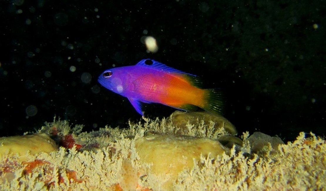 Peixes ameaçados de extinção são encontrados na Piscina do Amor