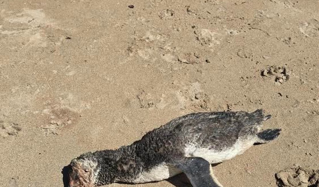 Pinguim encalha morto em praia de Maragogi; Biota é acionado