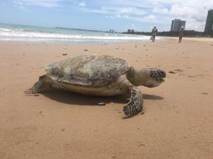 Mais de 2.200 animais marinhos foram encontrados vivos ou mortos em 2018