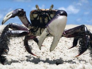 Período de defeso em proteção aos caranguejos uçá e guaiamum começa neste domingo