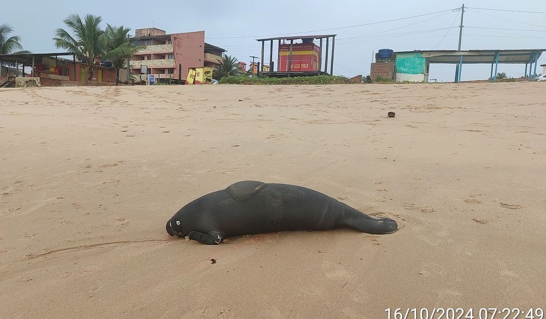 Peixe-boi-marinho é encontrado morto na Praia da Sereia, em Maceió