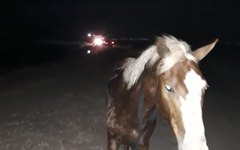 Bombeiros fazem resgate de cavalos no Canal do Sertão  