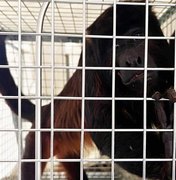 Macaco bugio, capturado em Satuba, apresenta boas condições de saúde