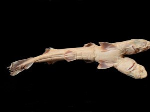 Tubarão de duas cabeças é achado no litoral de SP e intriga pesquisadores