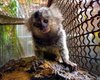 IMA e Sesau alertam sobre risco do contato humano com saguis