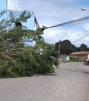 Queda de árvore causa interdição parcial de rua em Arapiraca