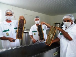 Apicultores de município alagoano devem colher 5 toneladas de mel em 2017