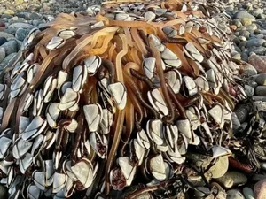 Tesouro na praia: turista dá de cara com iguaria que vale R$ 25 mil