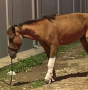 Cavalo fica gravemente ferido após acidente com carro no bairro Bom Sucesso
