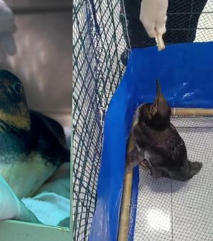 [Vídeo] Pinguim que 'se perdeu' na Praia do Gunga é transferido para aquário em João Pessoa