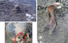 Imagens compartilhadas dos restos mortais achados