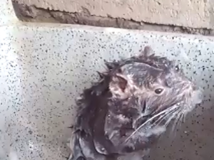[Vídeo] Viu o vídeo do 'rato' tomando banho se ensaboando? Saiba o que está por trás