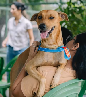 Governo sanciona lei que proíbe tatuagens e piercings com fins estéticos em cães e gatos