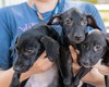 Vira-latas lideram a preferência entre os pets em Alagoas e no Brasil, aponta PetCenso