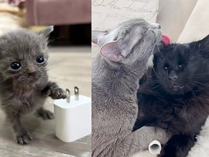 Gata micro sobrevive e forma amizade linda com gatinha que perdeu os olhinhos