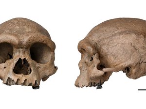 Fóssil de espécie mais próxima ao Homo sapiens é descoberto na China