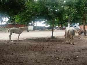 Animais abandonados em locais públicos representam risco para motoristas e pedestres em Maceió