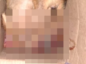 Homem é preso após matar cachorro a machadada, em Penedo