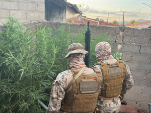 Plantação de maconha é encontrada em quintal de oficina mecânica, em Canapi