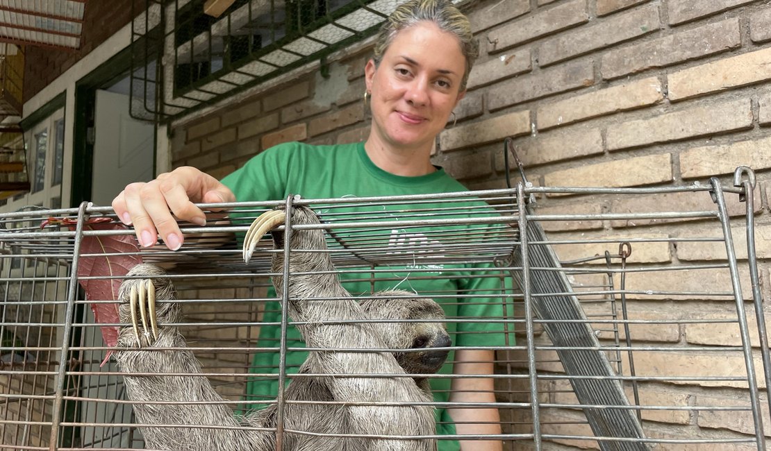 Bicho‑preguiça resgatado em micro-ônibus entre Coqueiro Seco e Maceió recebe cuidados no Ibama