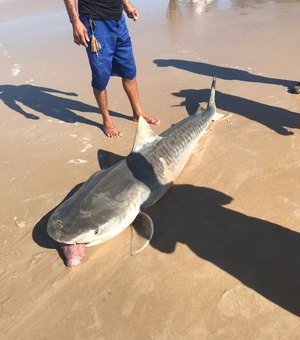 Tubarão Tigre é capturado por pescadores em Coruripe