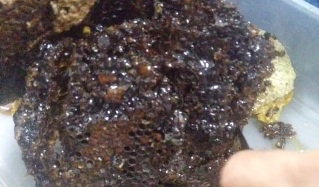Colmeia de abelha com mais de um metro de comprimento é capturada em residência no sertão de Alagoas
