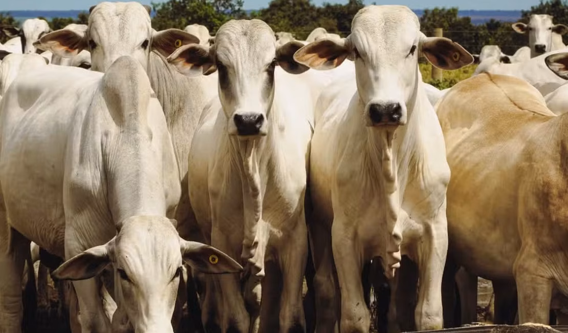 'União Europeia não volta a comprar carne do Brasil antes de 2 anos', diz consultor