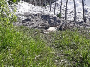 Três corpos são encontrados enterrados em Maragogi