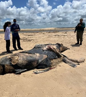 Baleia-jubarte é encontrada morta no Litoral Sul de Alagoas